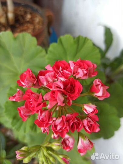 Герань Пеларгония,Хавортия