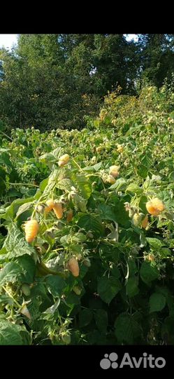 Малина смородина крыжочник