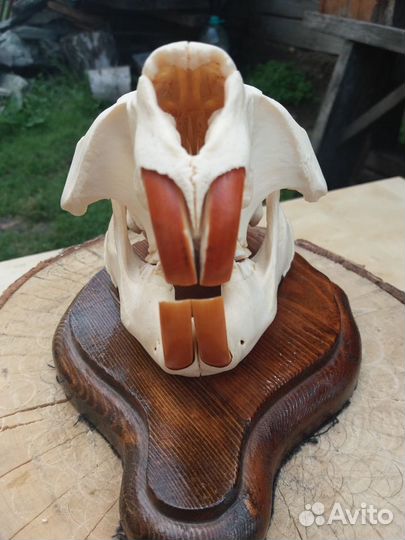 Зоологический экспонат