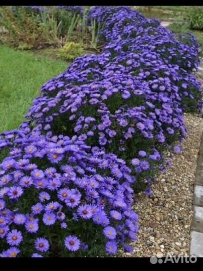 Сентябринки