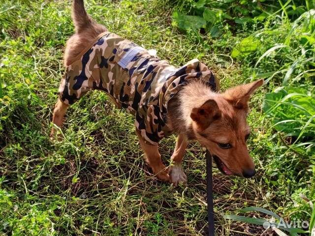 Метис тоя в дар