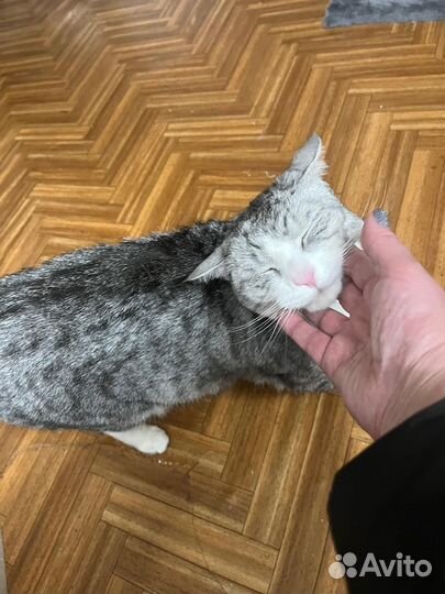 Котик в добрые руки