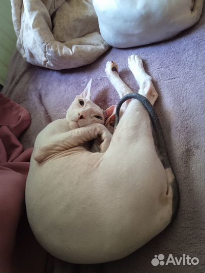 Передержка котов и кошек