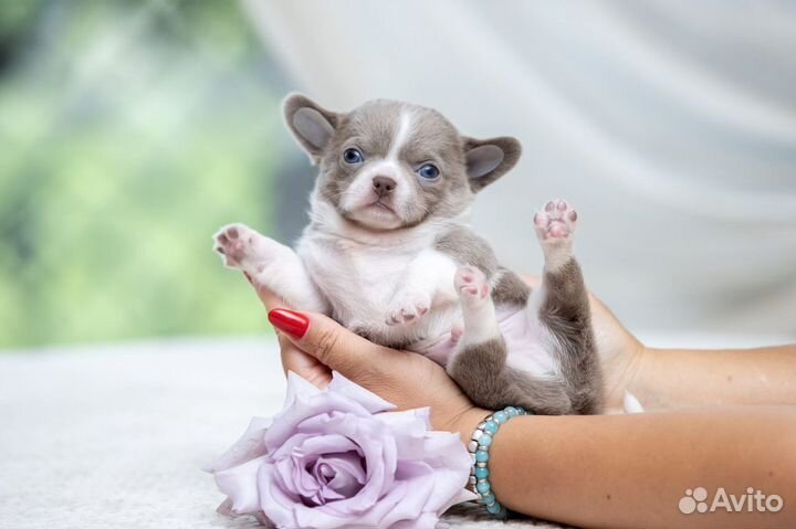 Шикарные Щенки Чихуахуа девочки и мальчики