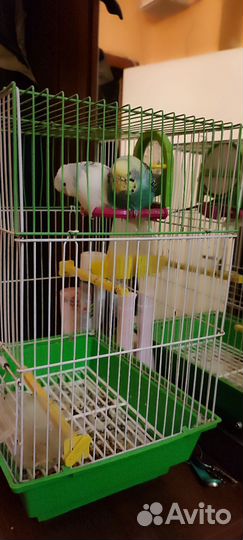 Волнистый попугай с клеткой