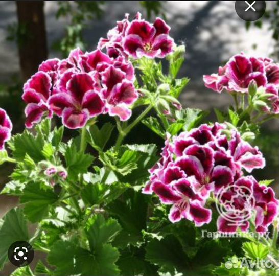 Пеларгония герань Patricia Andrea