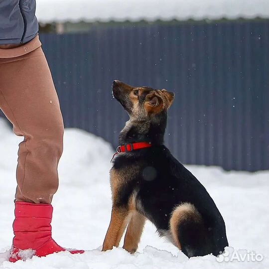 Мини овчарка