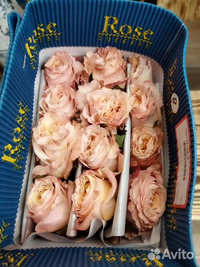 Голландские розы