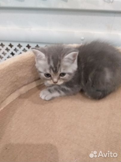 Шотландские котята