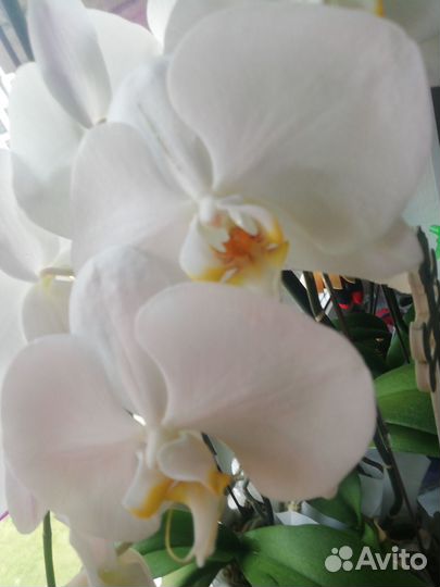 Орхидеи фаленопсис