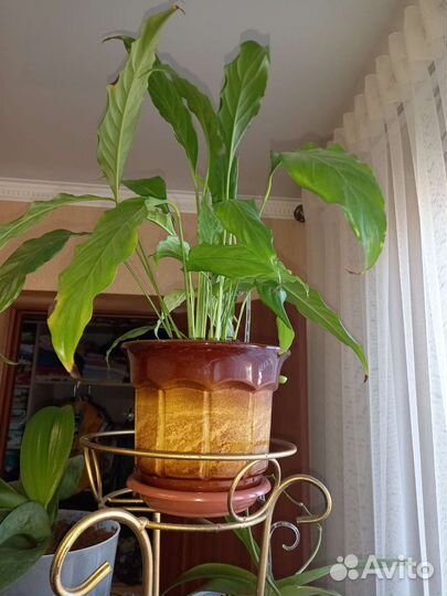 Спатифиллум