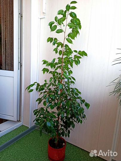 Фикус бенджамина