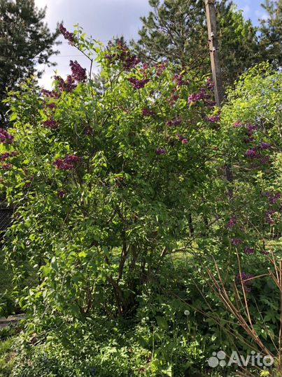 Персидская сирень (темно-лиловая)