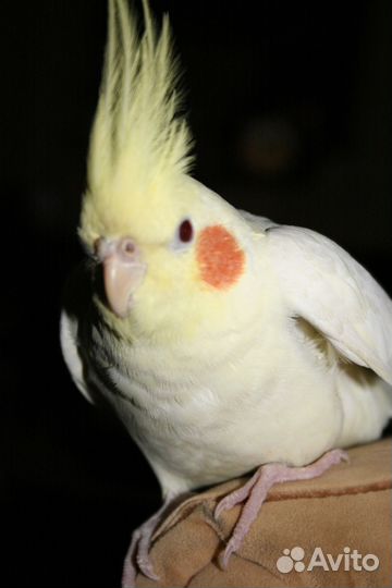 Передержка птиц