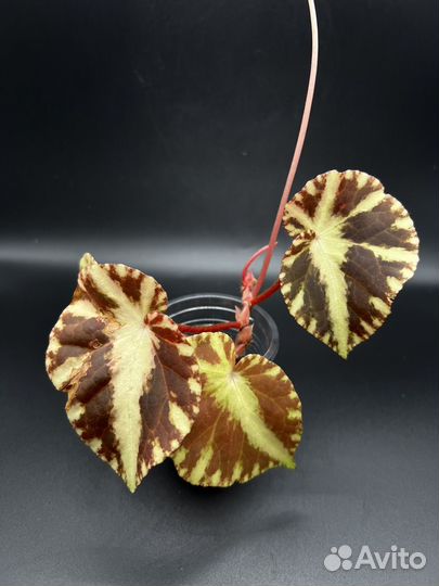 Бегония клеопатра