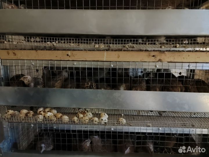 Перепела. Яйца перепелов