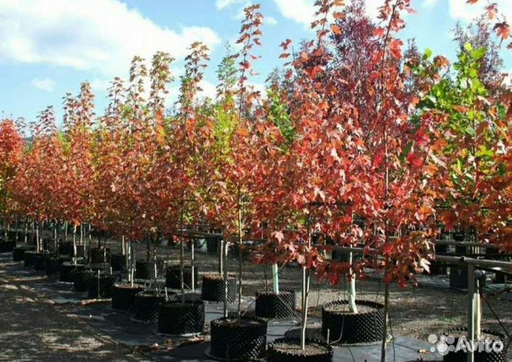 Красный клен