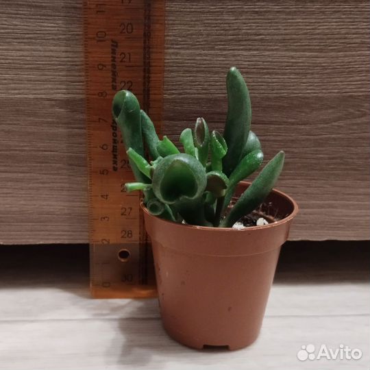 Крассула хоббит