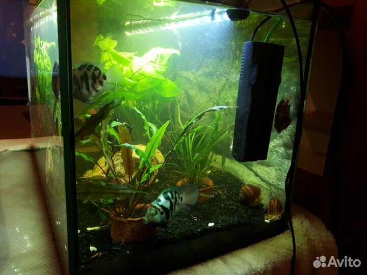Аквариум