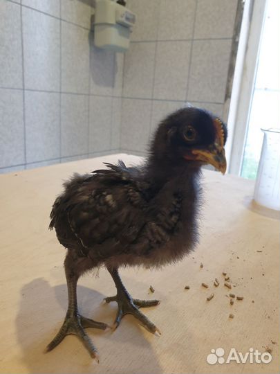 Цыплята помесные