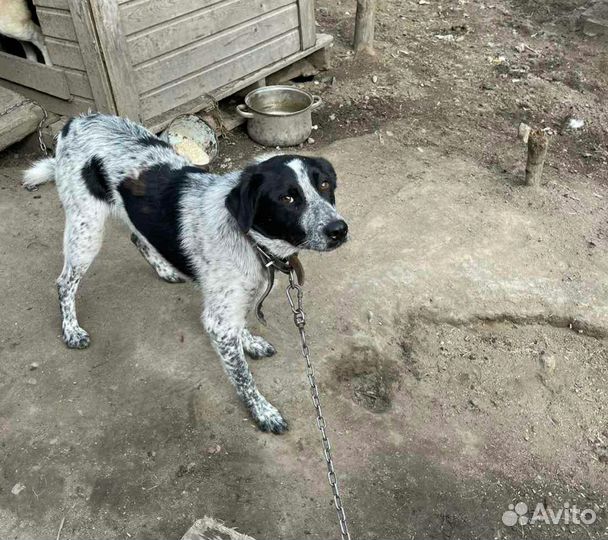 Молодой, ласковый метис