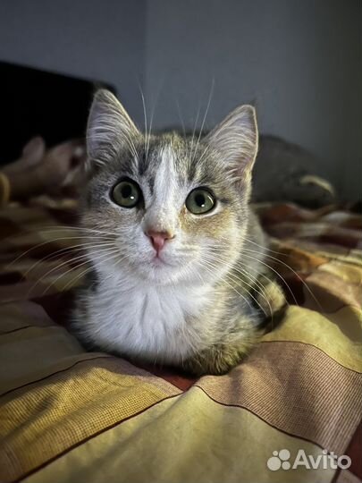 Кошка в дар