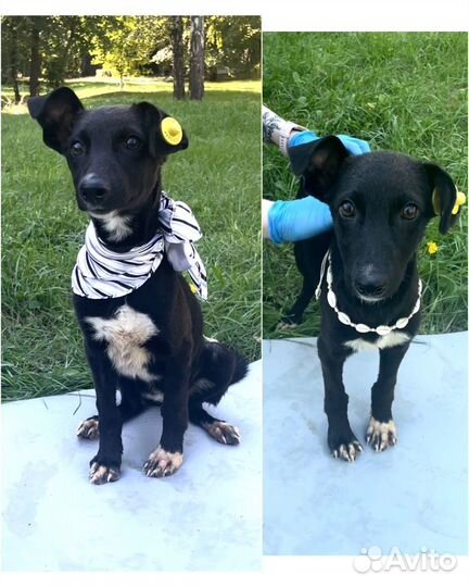 Щенки курцхаара в добрые руки