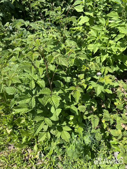 Хоста,малина,ежемалина,роза,маргаритки,облепиха