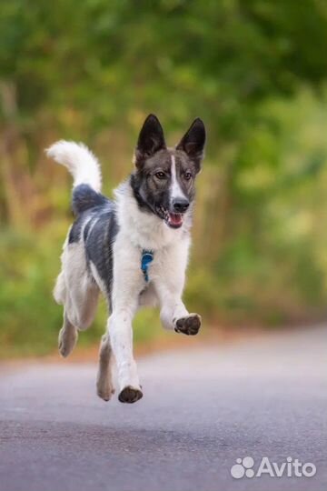 Алтай ищет хозяев