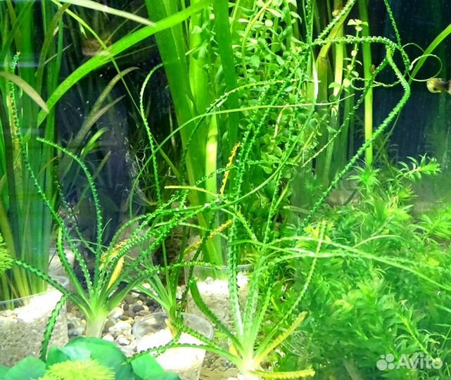 Кринум волнистый, Эхинодорус озирис