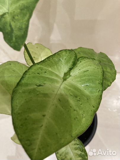 Сингониум три сорта