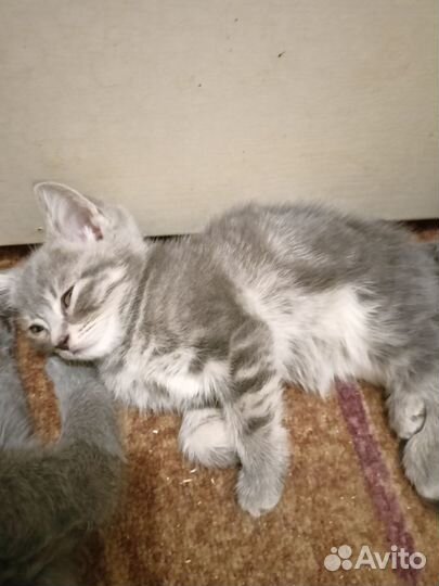Шотландские котята