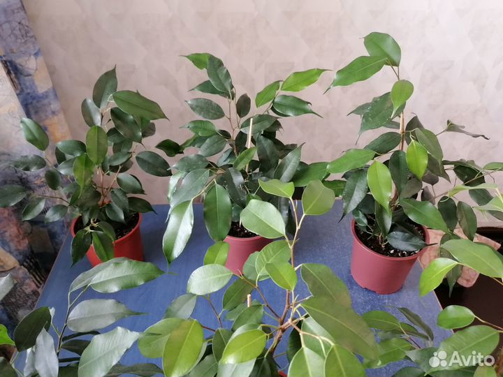 Комнатные растения. Фикус Бенджамина