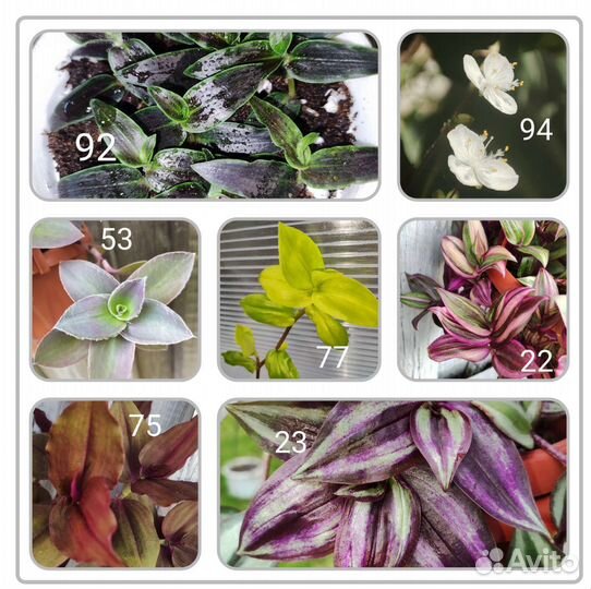 Традесканции сортовые новинки часть 1