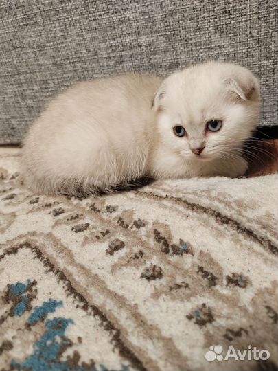 Шотландский вислоухий котенок
