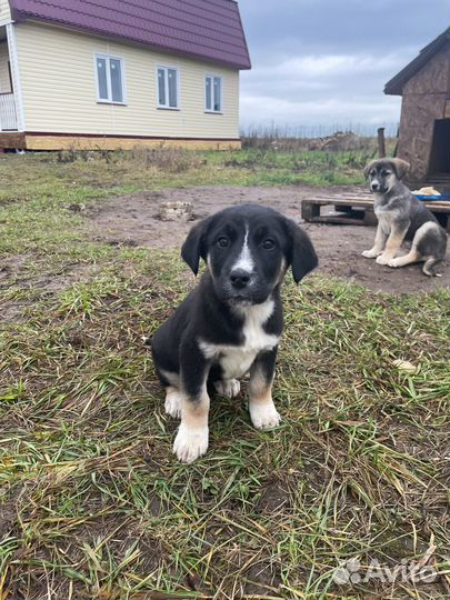 Щенки бесплатно помесь алабая Лен.область