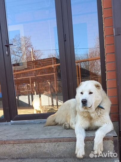 Вязка алабай