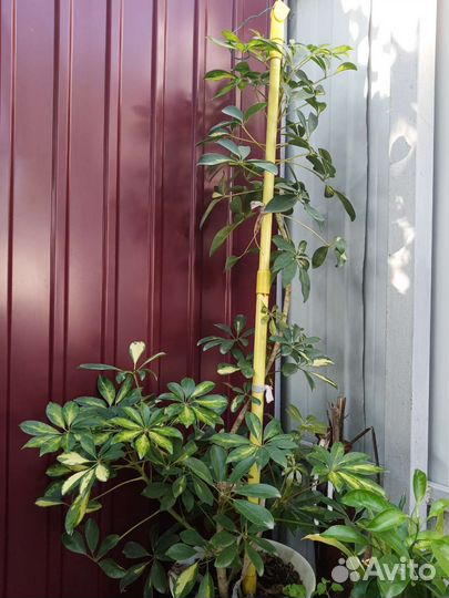 Комнатные цветы шефлера