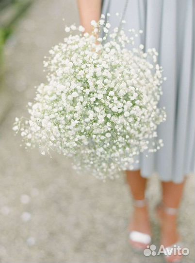 Гипсофила оптом