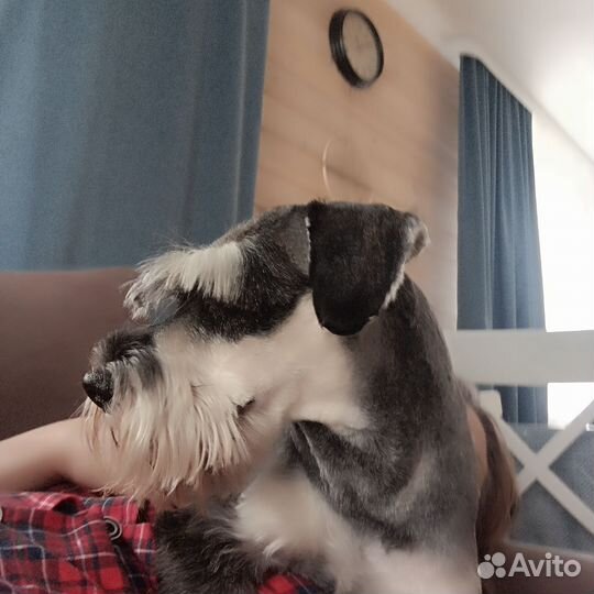 Цвергшнауцер вязка