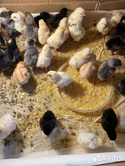 Цыпленок, петушки, инкубационные яйца