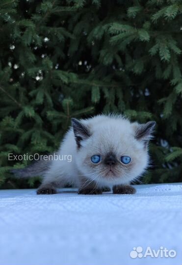 Экзотическая короткошерстная кошка