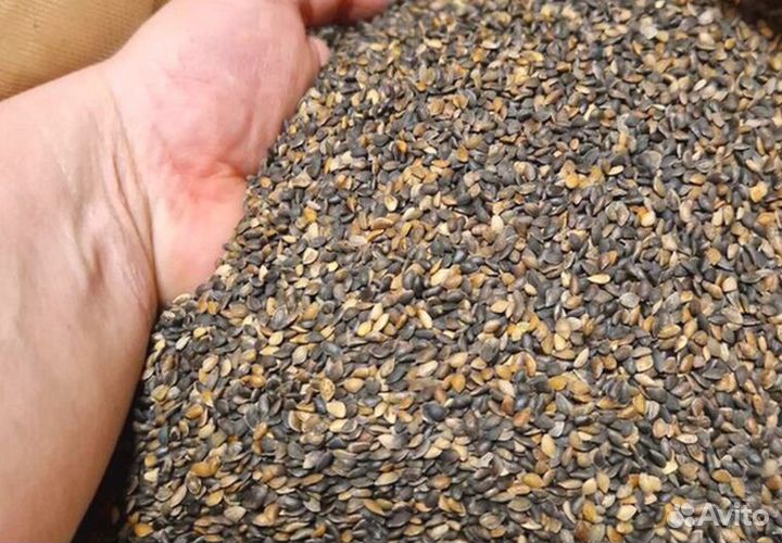 Семена ели на заказ