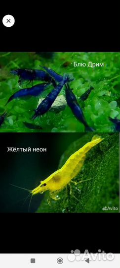 Аквариумные креветки,гроты, фильтра