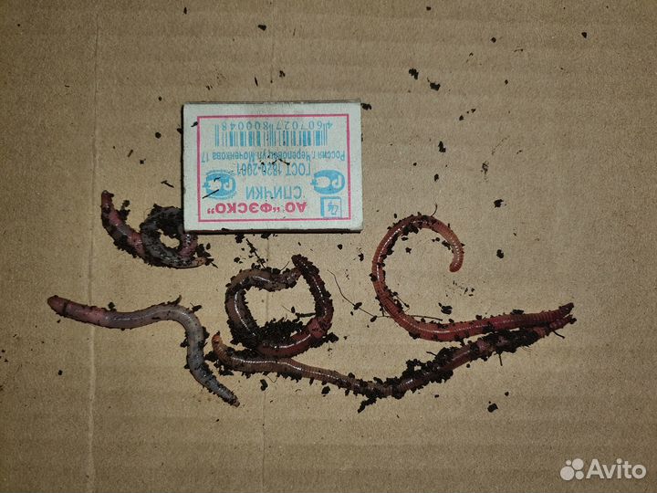 Червь дендробена