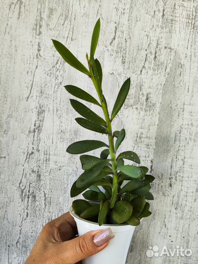 Кактусы и суккуленты