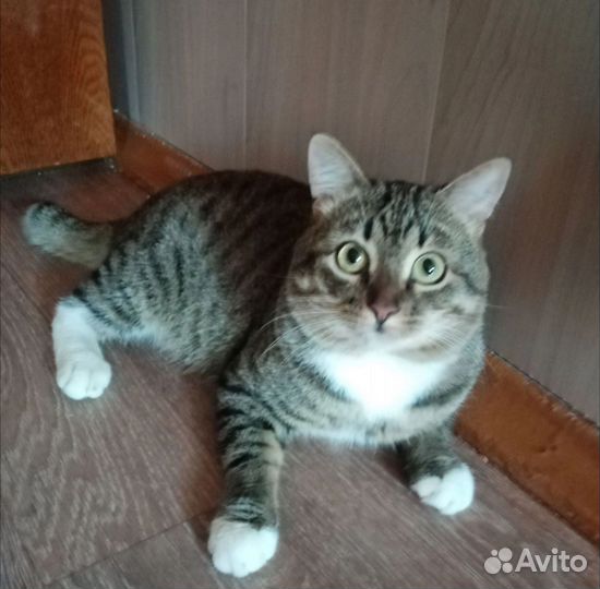 Котик в дар