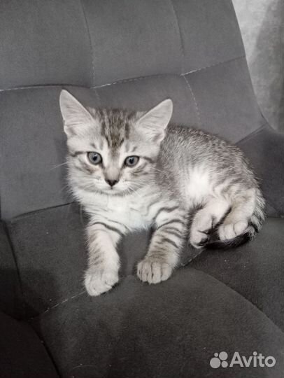 Отдам кота 2 месяца (6 Июля) о