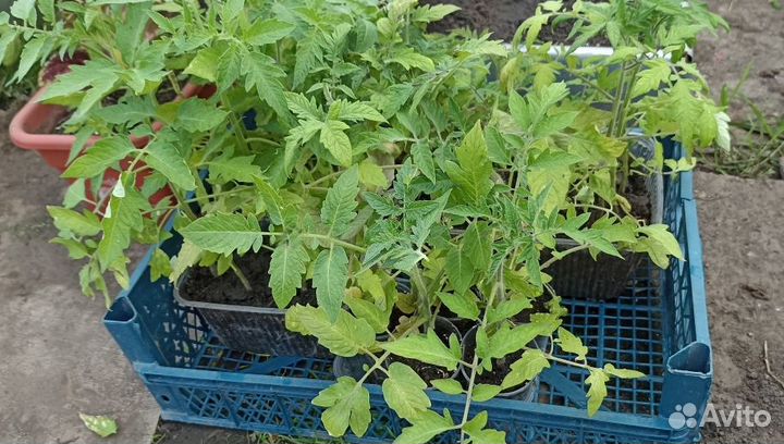 Рассада помидоры, огурцы, перцы, баклажаны