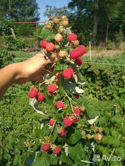 Саженцы малины 
